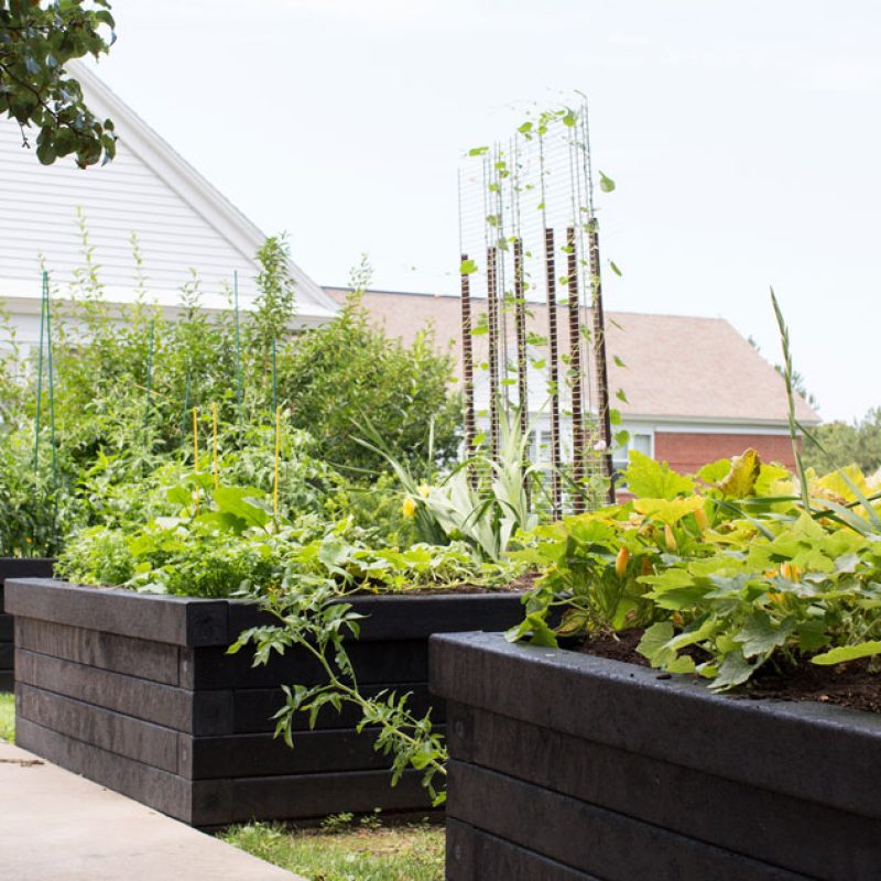 The community garden at Leonard Florence Center for Living